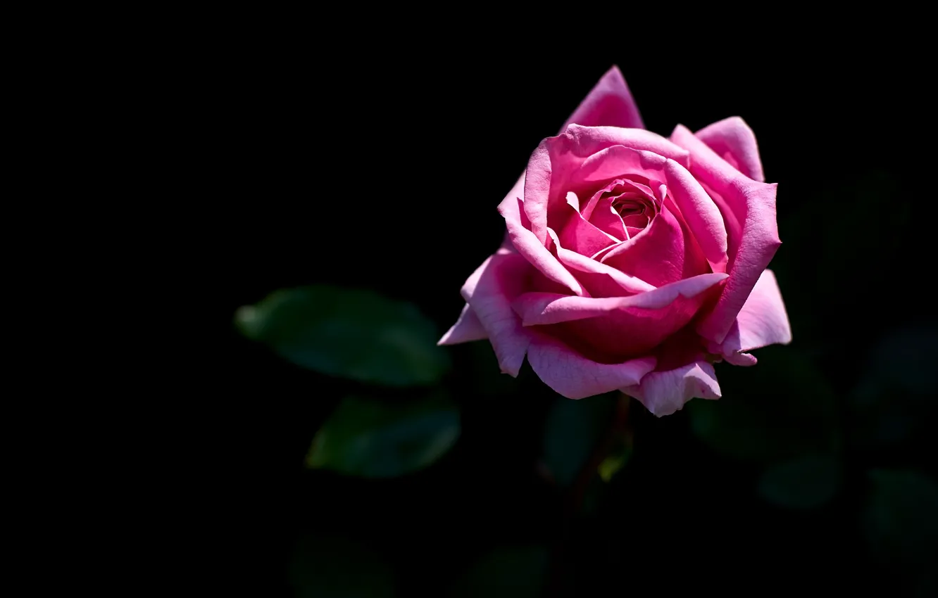 Wallpaper pink, rose, black background images for desktop, section цветы -  download