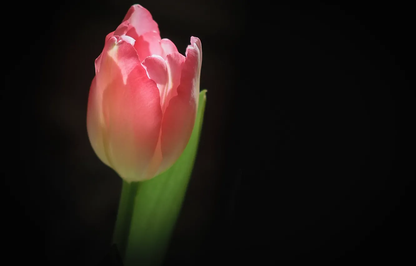Photo wallpaper flower, Tulip, black background