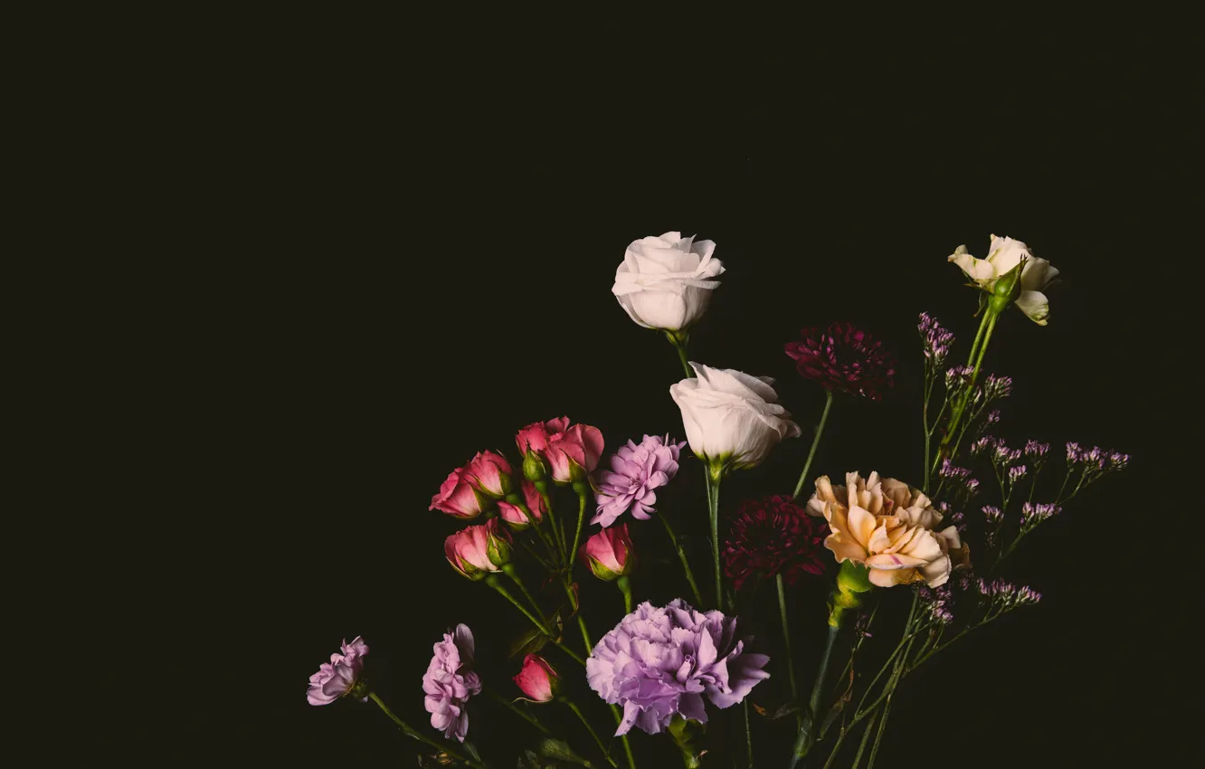 Wallpaper flowers, roses, colorful, black background, black, flowers,  background, roses, clove images for desktop, section цветы - download