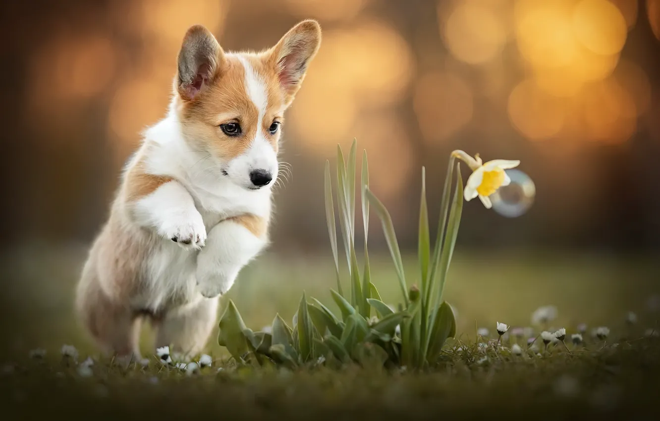 Wallpaper flower, dog, Corgi images for desktop, section собаки - download