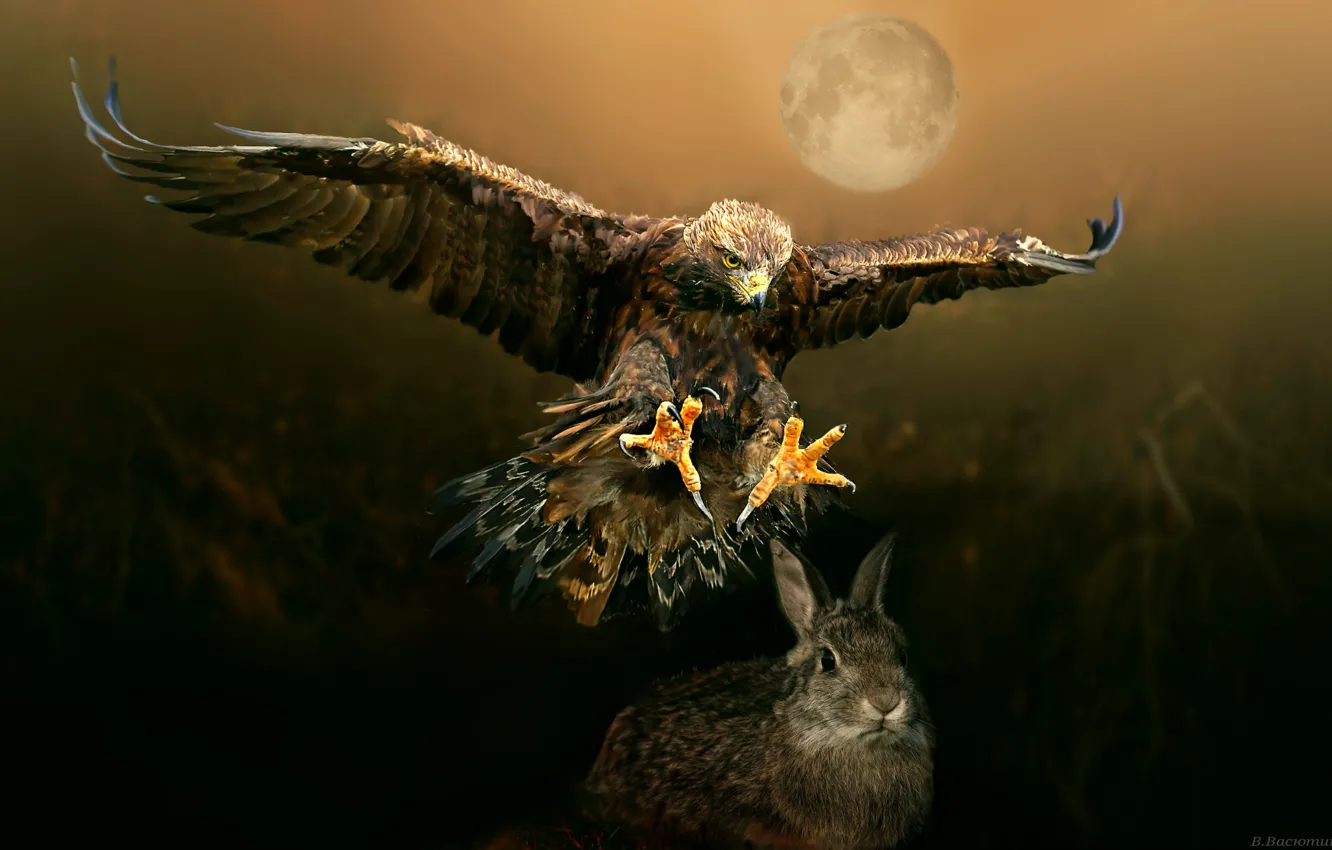 Wallpaper eagle, hare, hunting, mining images for desktop, section животные  - download