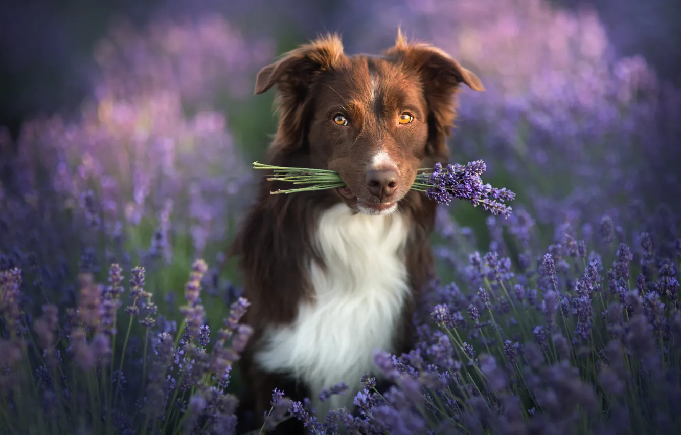 Photo wallpaper look, nature, animal, dog, a bunch, lavender, dog, the border collie