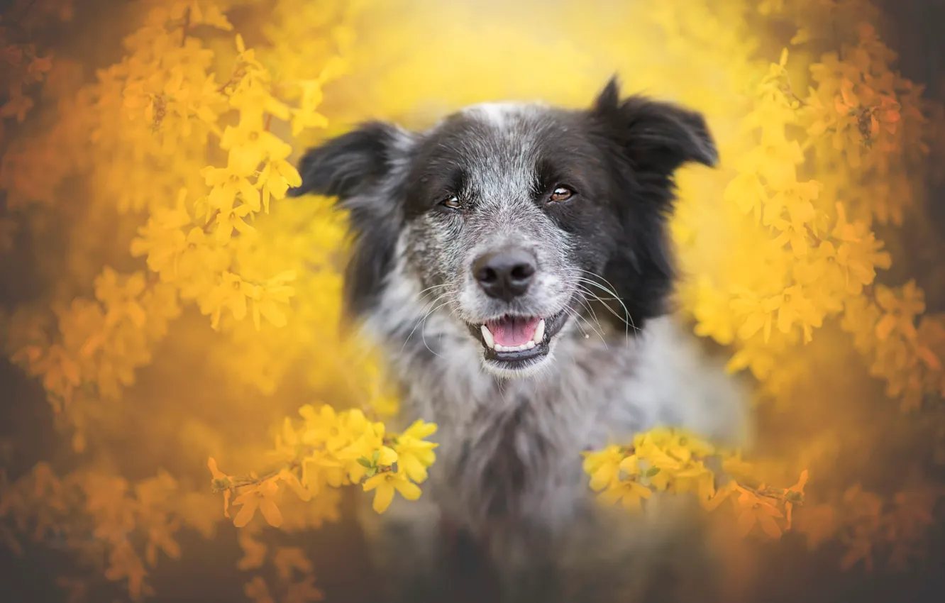 Photo wallpaper language, look, face, flowers, branches, portrait, dog, blur, spring, yellow, garden, grey, flowers, flowering, yellow …