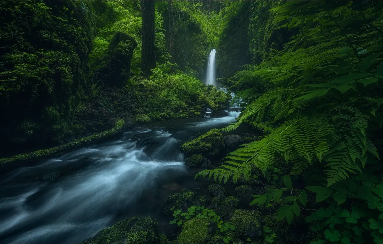 Photo wallpaper green, forest, Nature, river