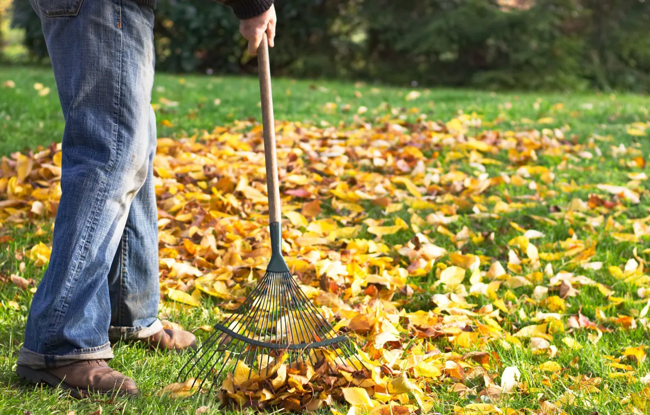 Photo wallpaper autumn, leaves, rake