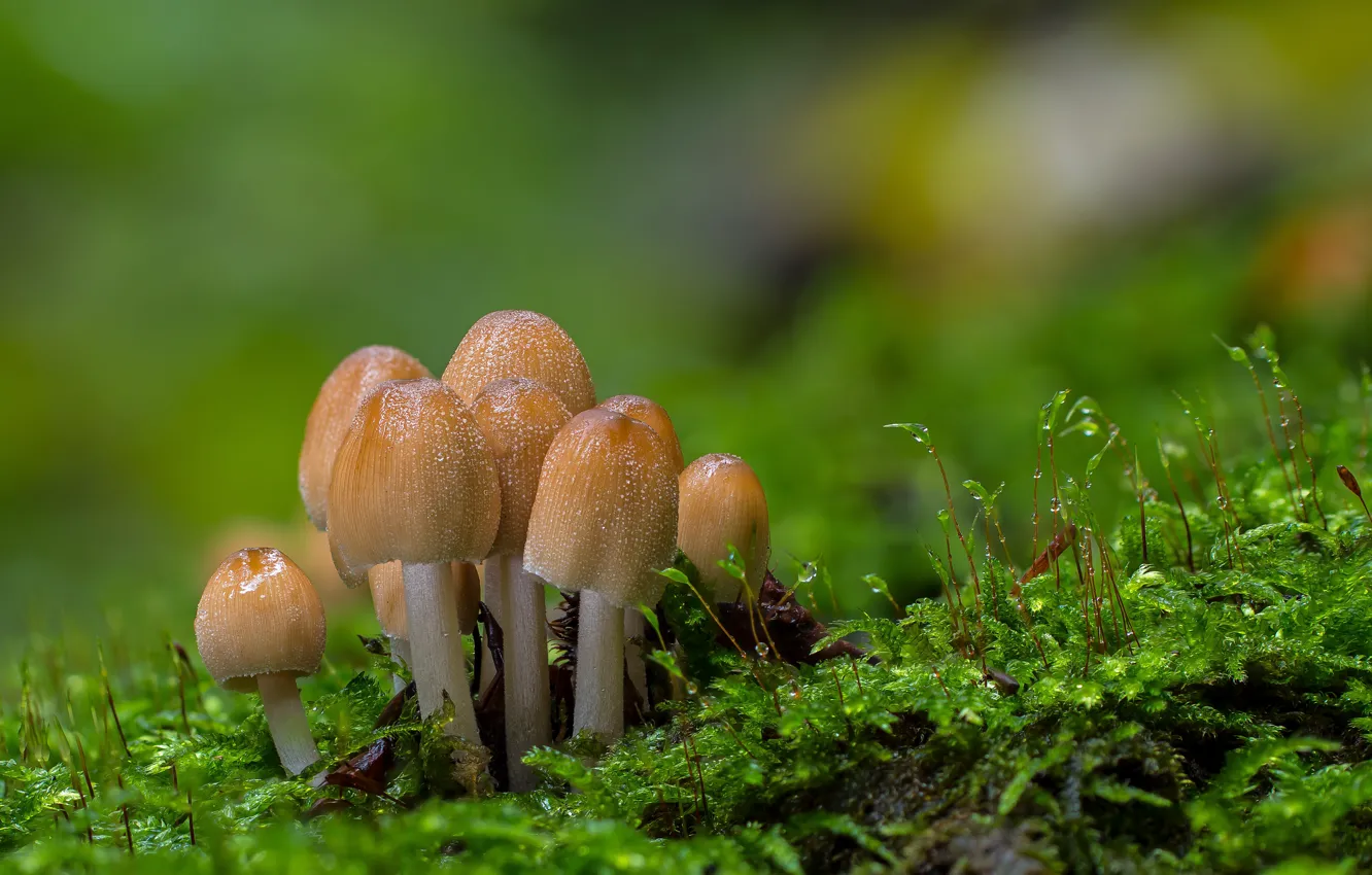 Photo wallpaper forest, mushrooms, moss, bokeh