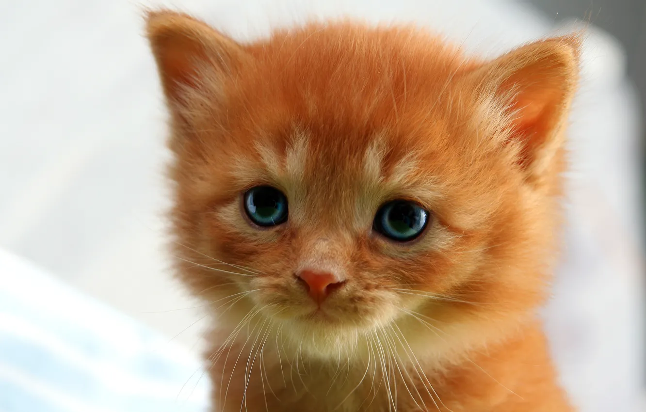 Blue eyed cutie