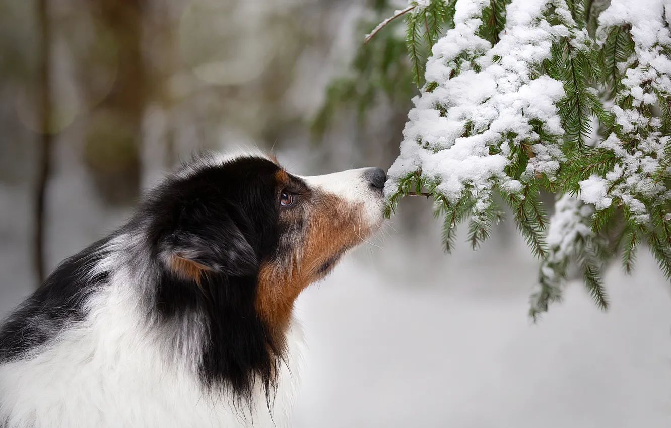 Photo wallpaper face, snow, branches, dog, Anna Oris