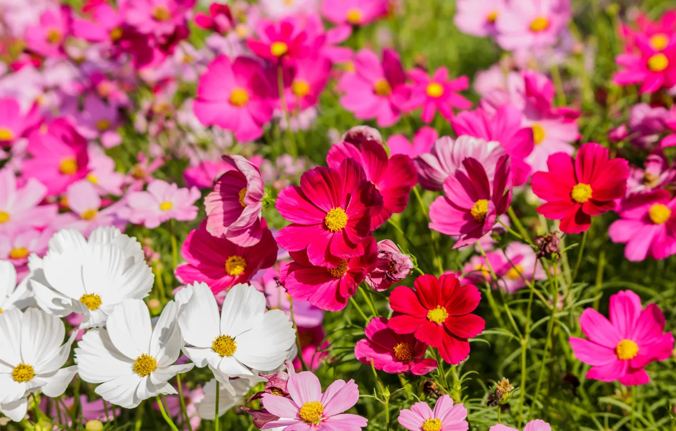 Photo wallpaper field, summer, flowers, colorful, meadow, summer, pink, white, white, field, pink, flowers, cosmos, meadow