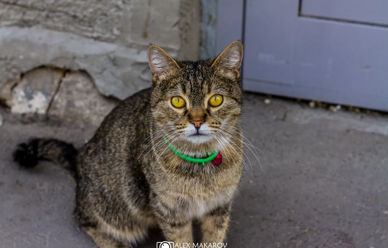 Photo wallpaper cat, cat, asphalt, street, striped