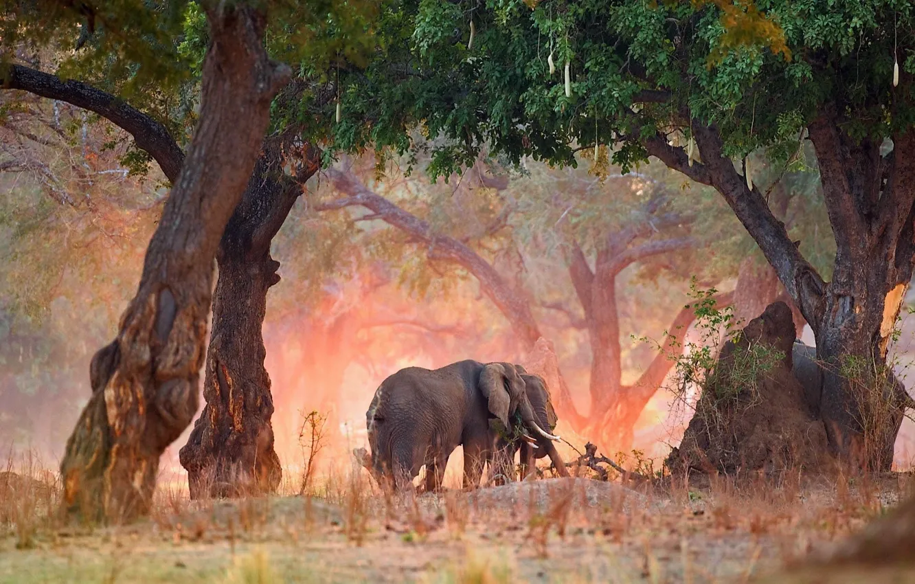 Photo wallpaper trees, nature, elephants, africa