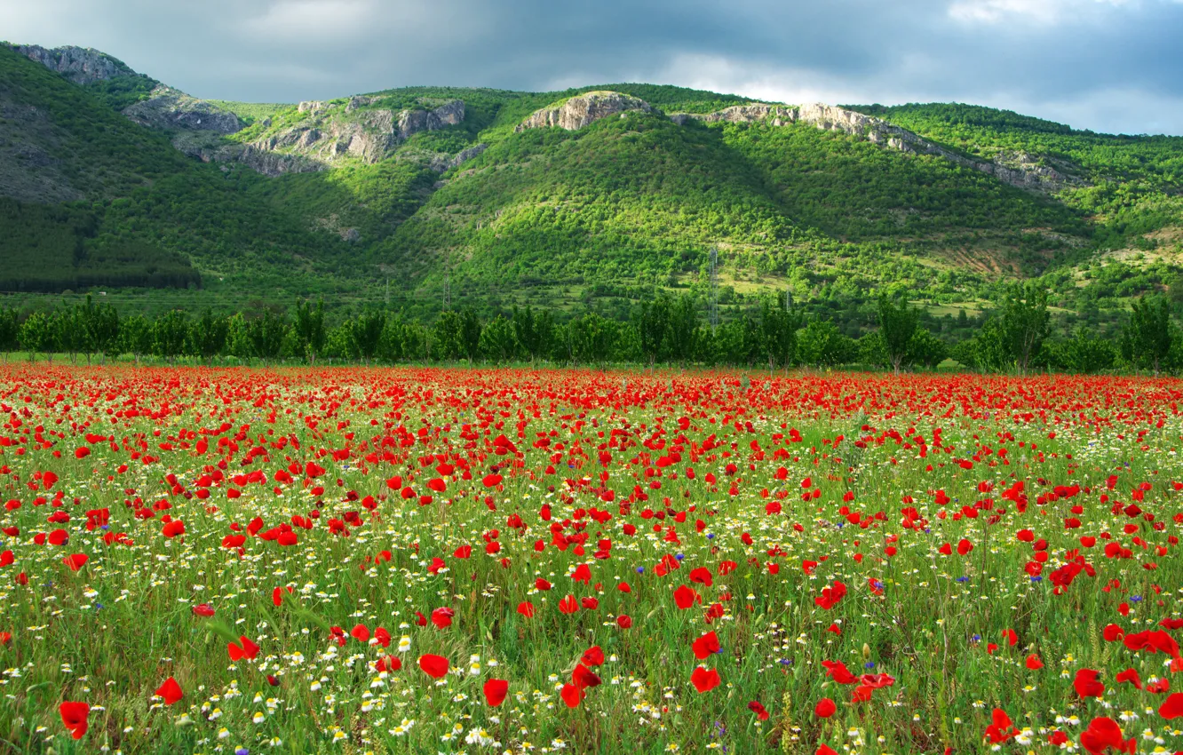 Photo wallpaper field, chamomile, tulips, Bulgaria