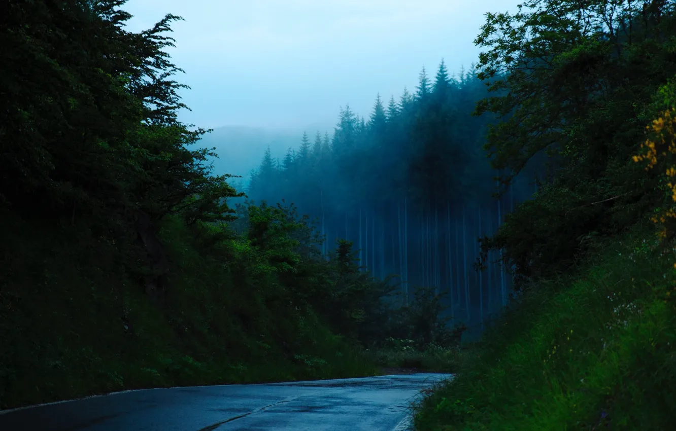 Photo wallpaper forest, road, nature, mountains, mist, Trees