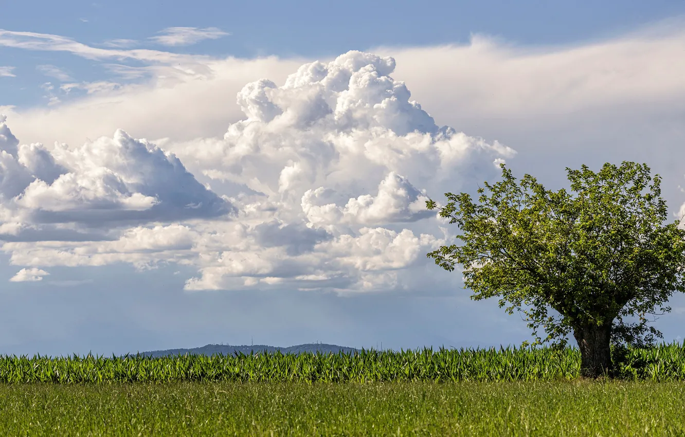Photo wallpaper field, clouds, tree
