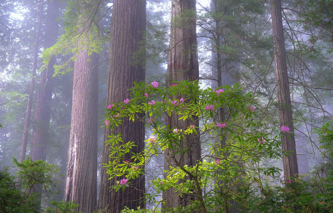 Photo wallpaper forest, trees, flowers, nature, Bush, haze, rhododendron
