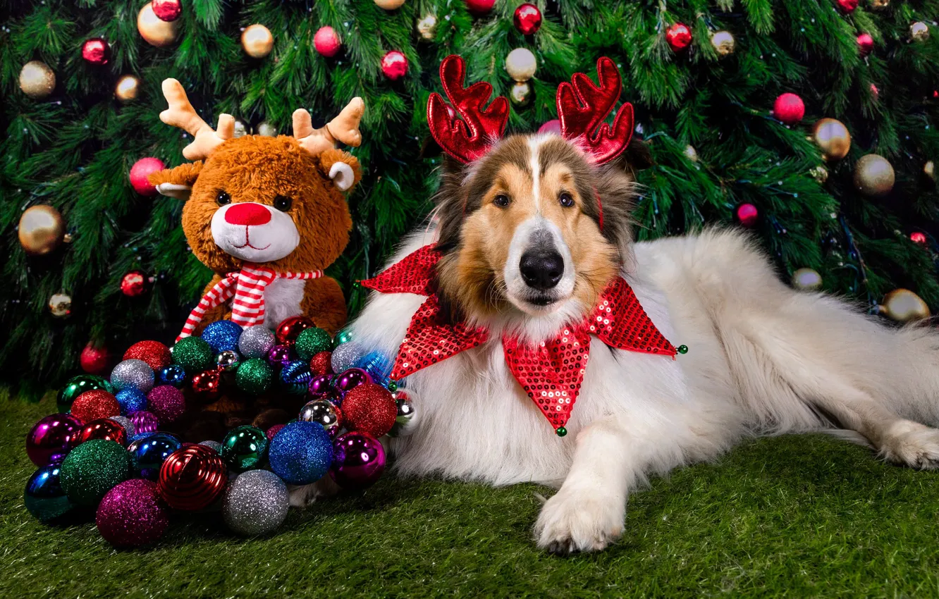 Photo wallpaper balls, decoration, holiday, toy, new year, dog, deer, tree, dog, Christmas decorations, collie