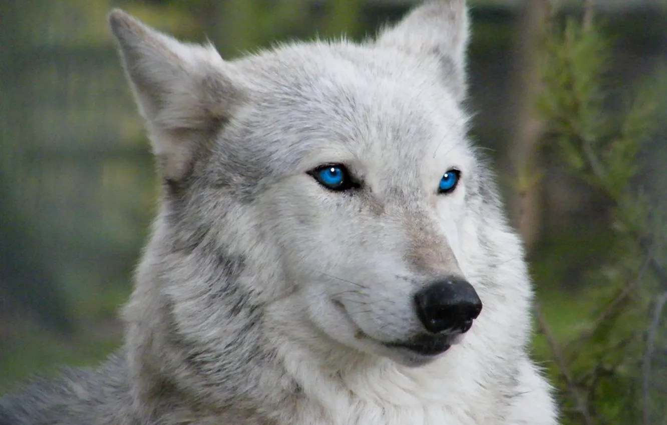 Wallpaper blue eyes, face, wolf, wildlife, head, fur, mammal, whiskers ...