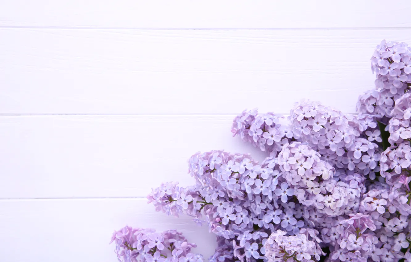 Wallpaper Flowers Background Wood Flowers Lilac Purple Lilac Images For Desktop Section Cvety Download