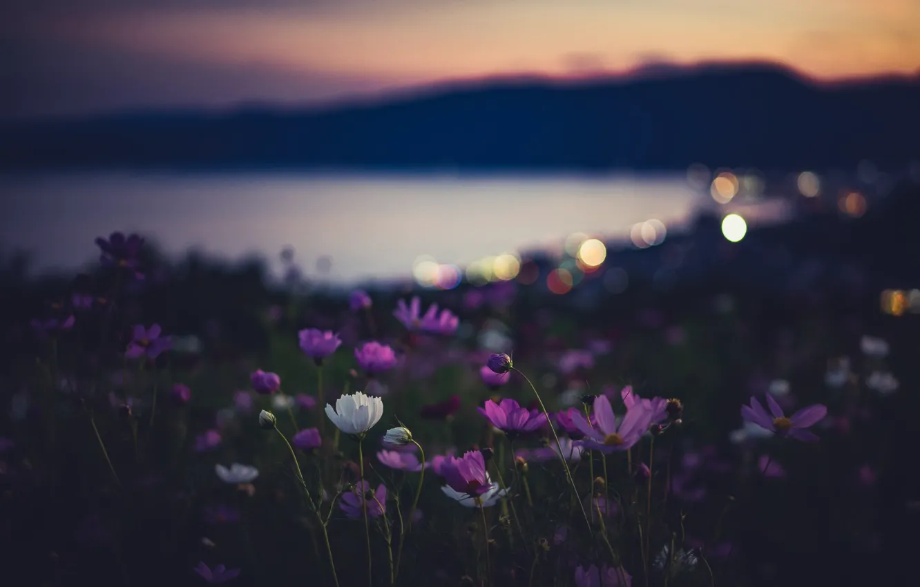 Wallpaper flowers, night, nature images for desktop, section природа -  download