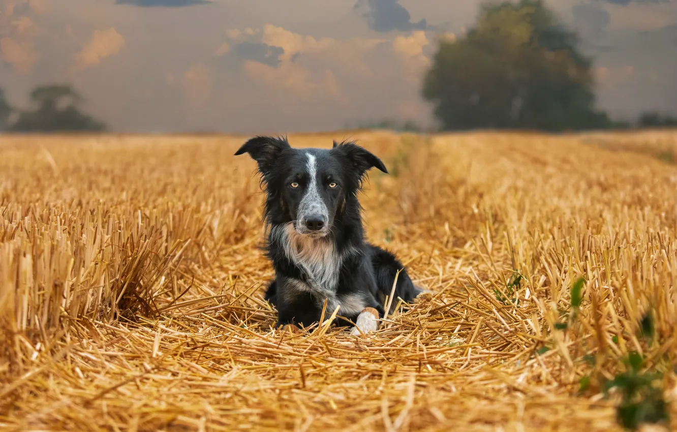 Photo wallpaper field, nature, dog, straw