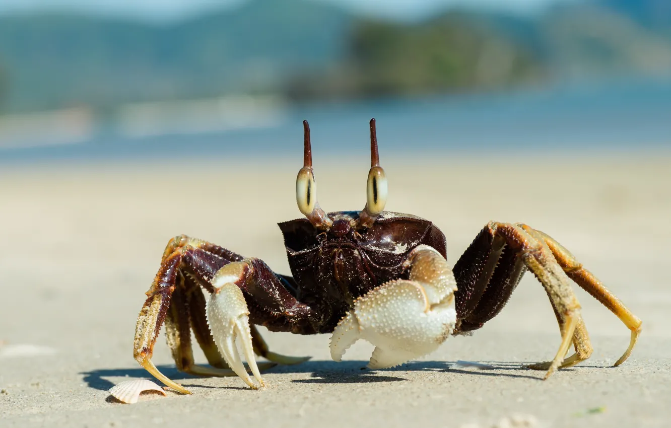 Photo wallpaper sand, beach, crab, sea, claws
