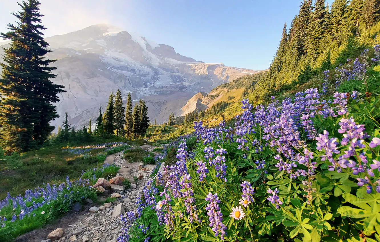 Photo wallpaper trees, flowers, mountains, path, lupins, Mount Rainier, The cascade mountains, Washington State, Cascade Range, Washington, …
