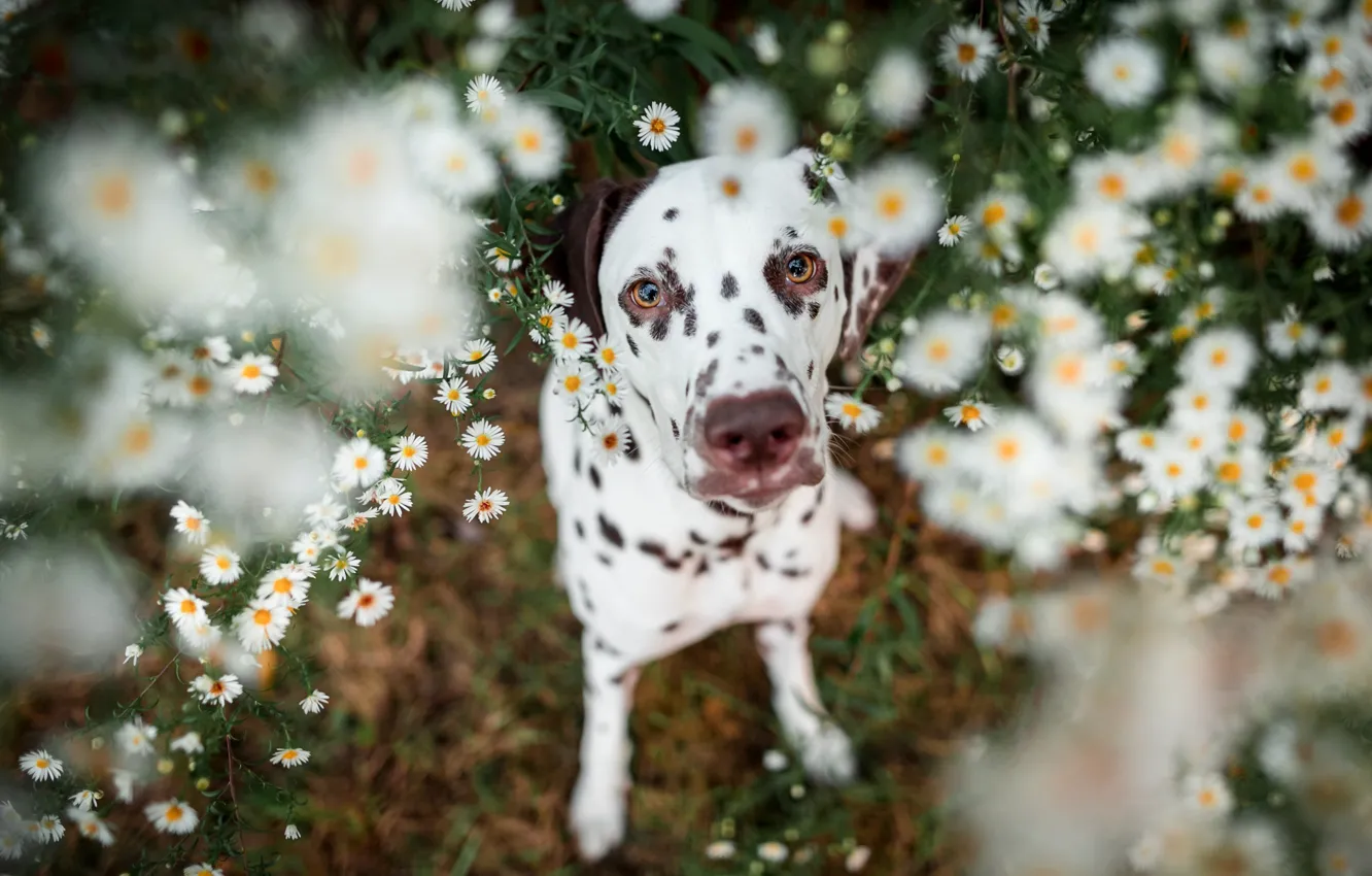 Photo wallpaper summer, look, face, flowers, nature, pose, portrait, chamomile, dog, paws, white, Dalmatians, sitting, view, bokeh, …