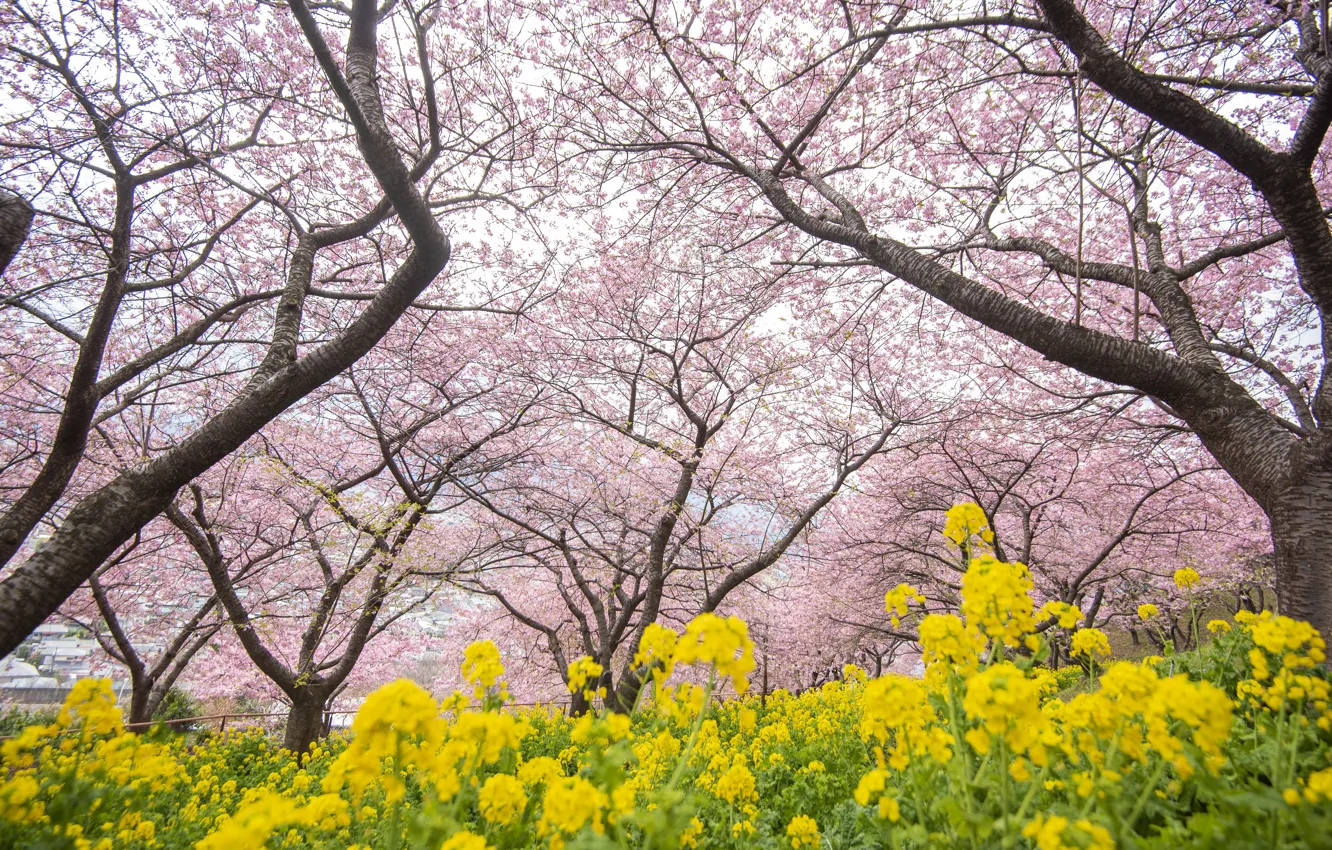 Photo wallpaper trees, flowers, Park, spring, Sakura, flowering, pink, blossom, park, tree, sakura, cherry, spring