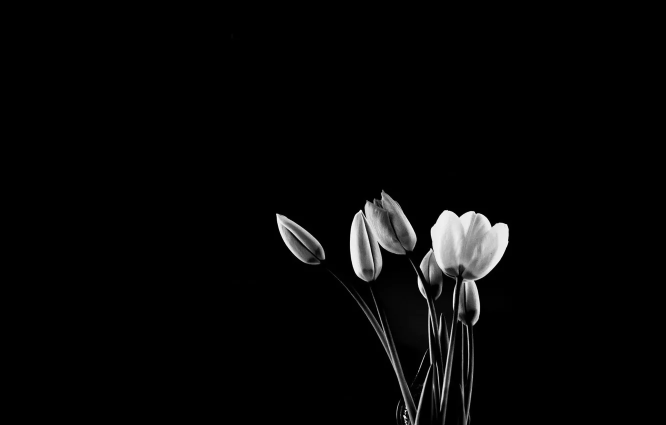 Wallpaper Background Tulips Black And White Images For Desktop Section Minimalizm Download