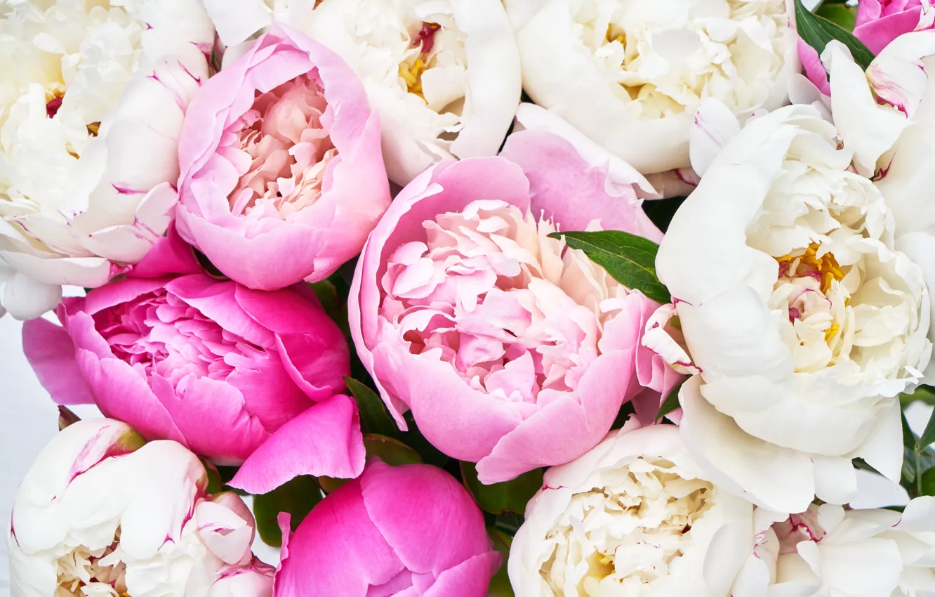 Wallpaper flowers, pink, white, pink, flowers, peonies, peonies images for  desktop, section цветы - download