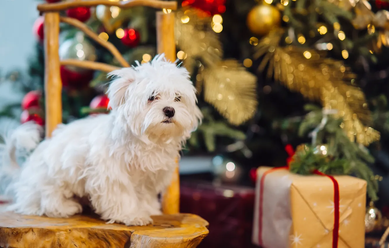 Photo wallpaper gift, dog, Christmas, chair, New year, white, tree, shaggy