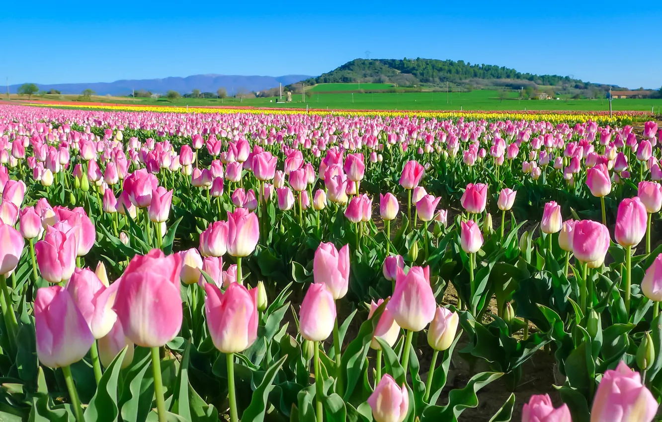 Photo wallpaper flowers, tulips, pink, plantation, Tulip field