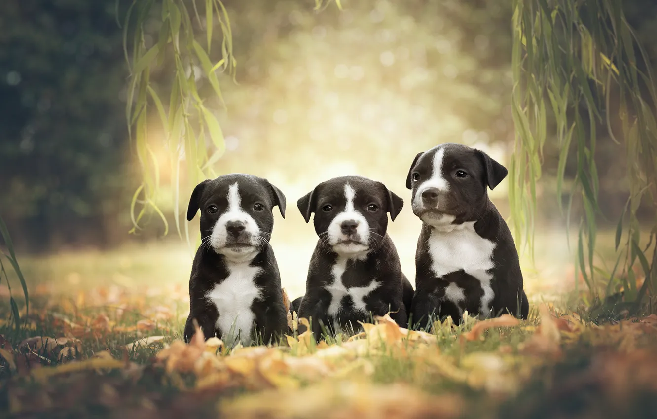 Photo wallpaper dogs, branches, puppies, trio, Trinity, American Staffordshire Terrier