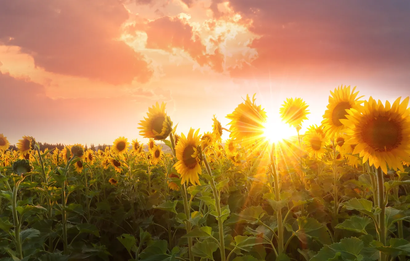 Wallpaper field, summer, the sky, leaves, the sun, clouds, rays, light,  sunflowers, sunset, flowers, bright, nature, positive, yellow, pink images  for desktop, section пейзажи - download