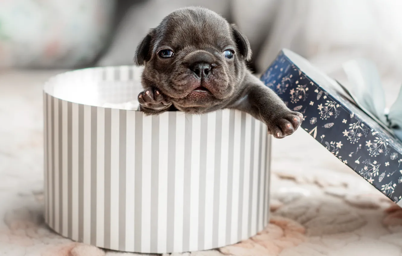 Wallpaper look, grey, box, legs, dog, baby, muzzle, puppy, white, cover,  French bulldog, newborn images for desktop, section собаки - download