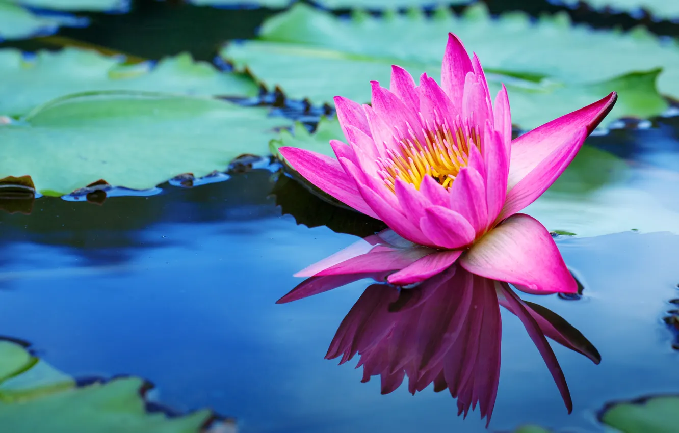 Wallpaper flowers, lake, Lotus, pink, flowers, lake, lotus, water lilies, water  lily images for desktop, section природа - download