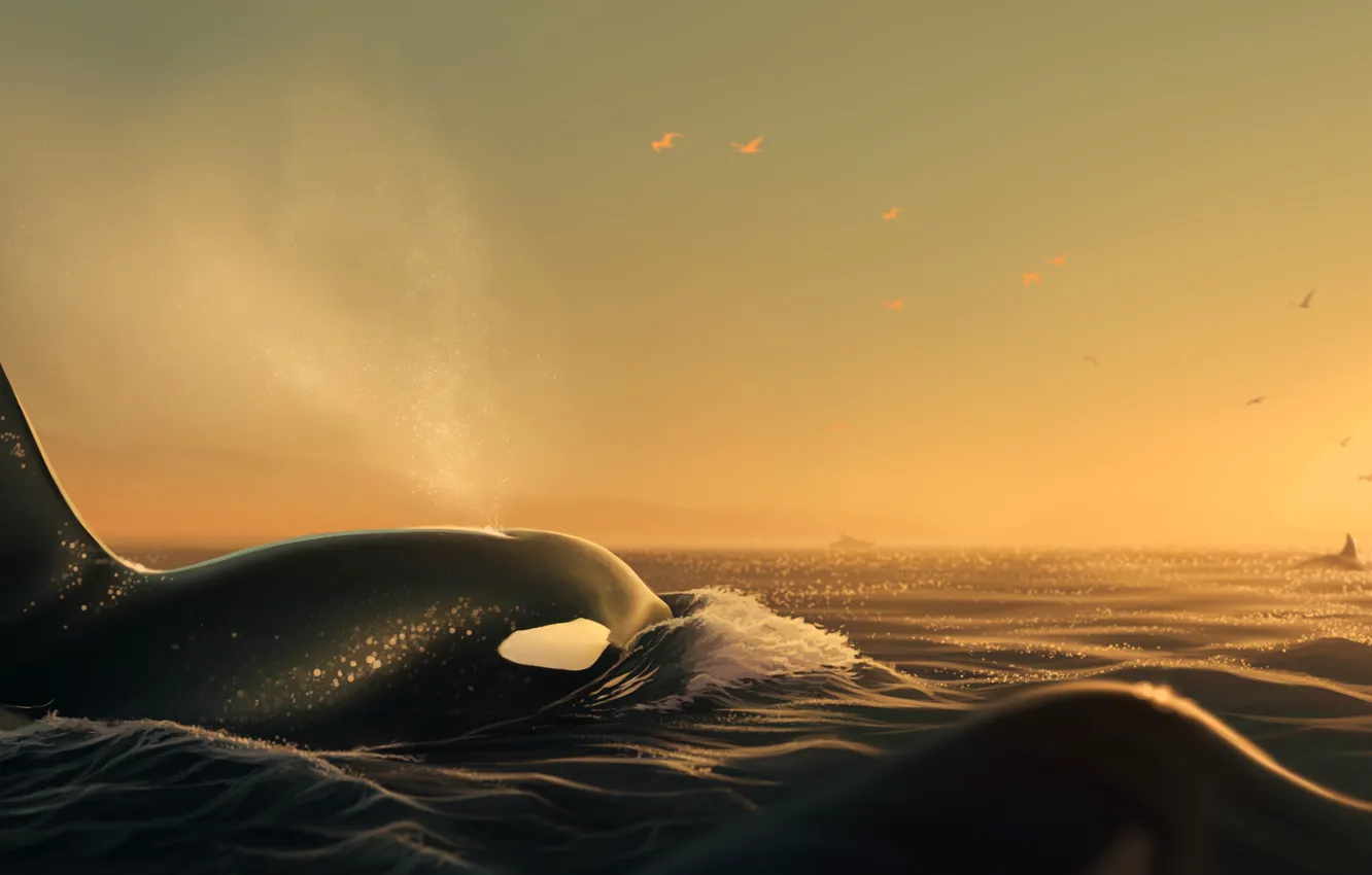 Wallpaper sea, the sky, sunset, orcas, by Ciorano images for desktop,  section арт - download