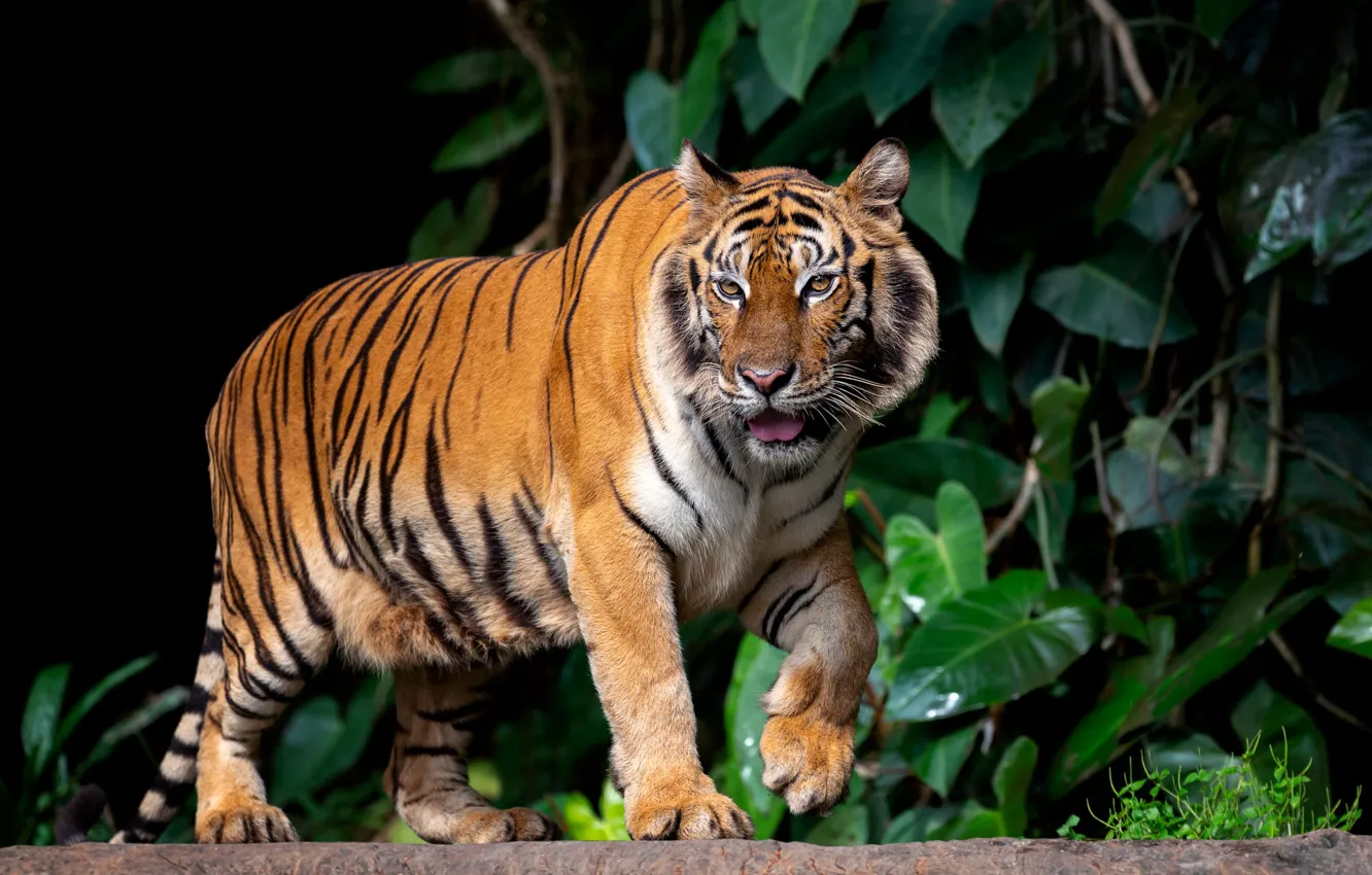 Wallpaper leaves, nature, tiger, animal, predator images for desktop,  section кошки - download