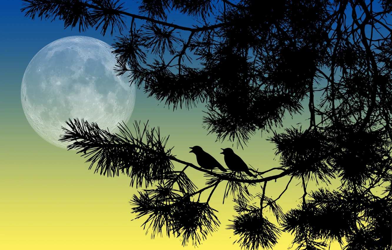 Photo wallpaper birds, night, branches, the moon, silhouettes