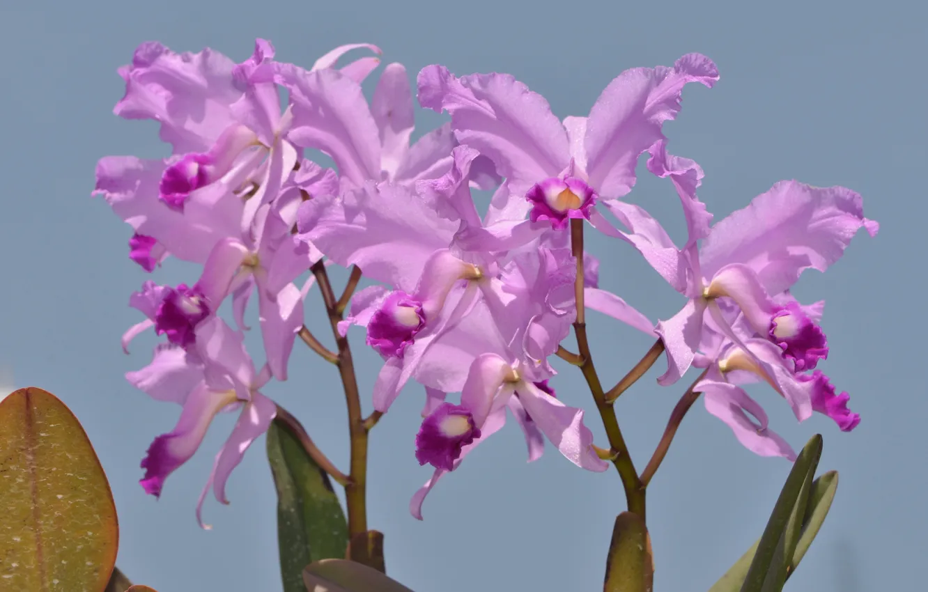 Photo wallpaper photo, Flowers, Purple, Orchids