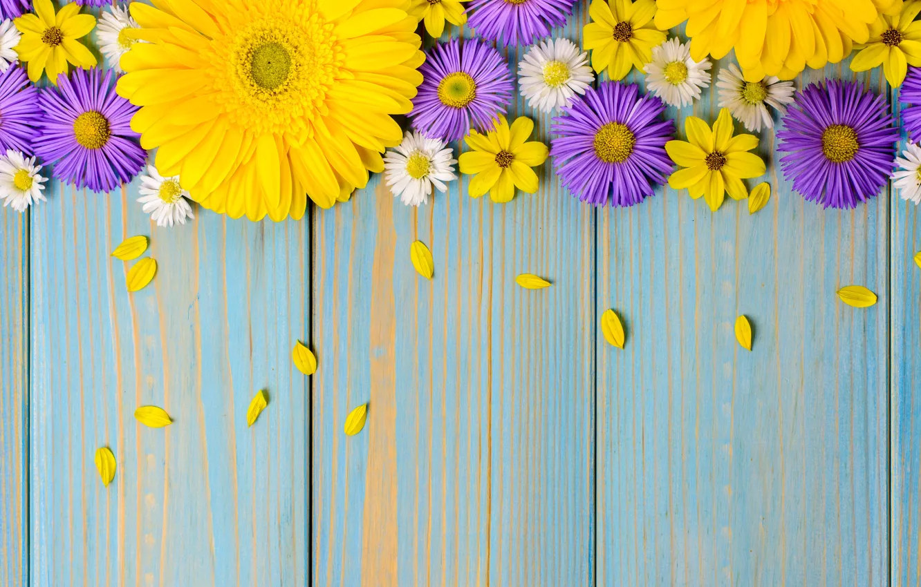 Wallpaper flowers, background, blue, chamomile, yellow, gerbera, yellow,  wood, blue, flowers, garden, purple, table, gerbera images for desktop,  section цветы - download
