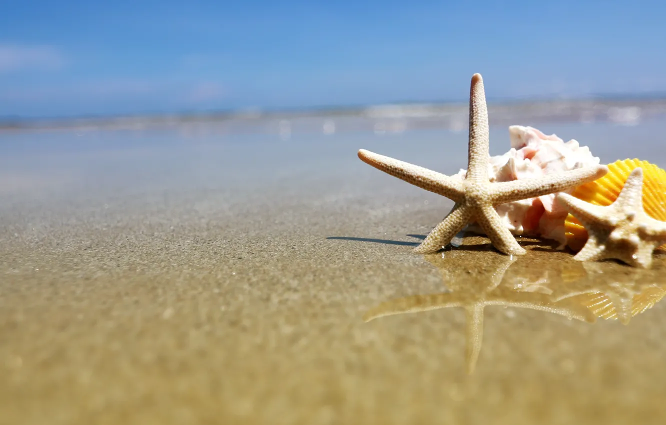 Wallpaper sand, beach, summer, shell, summer, beach, sea, sand, marine,  starfish, seashells images for desktop, section природа - download
