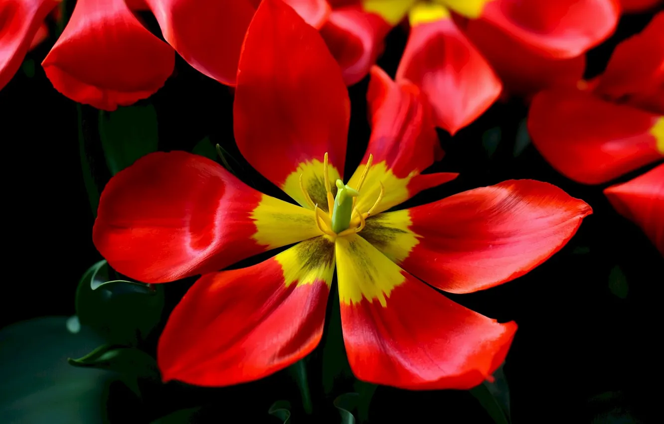 Wallpaper Red Tulip Tulips Black Background Images For Desktop Section Cvety Download