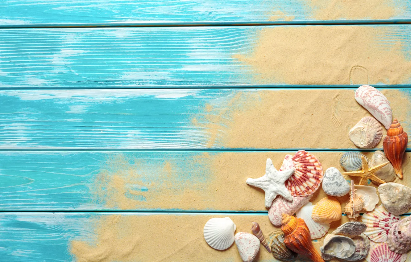 Wallpaper sand, beach, shell, beach, wood, sand, marine, still life,  seashells images for desktop, section разное - download