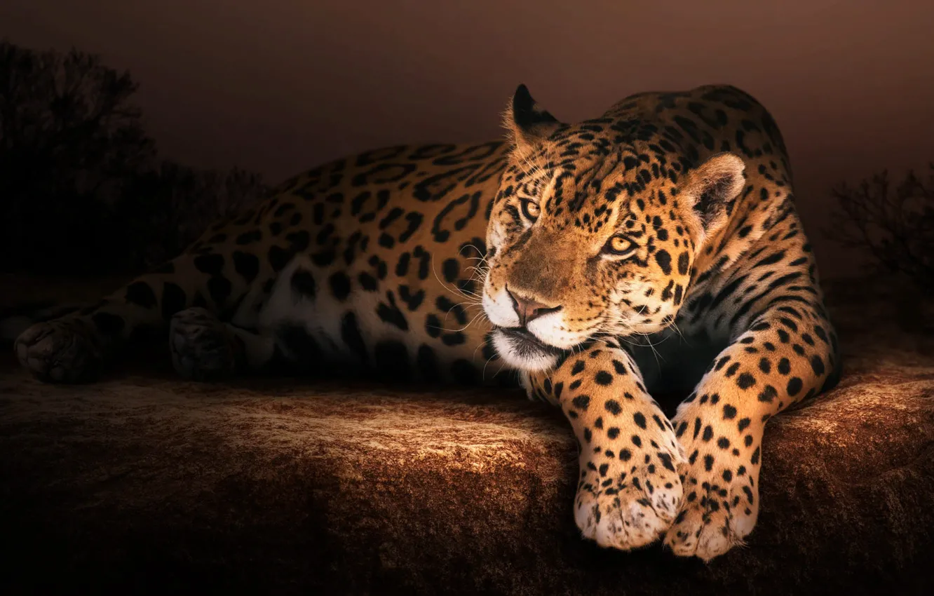 Wallpaper nature, animal, stone, predator, Jaguar, beast images for  desktop, section кошки - download