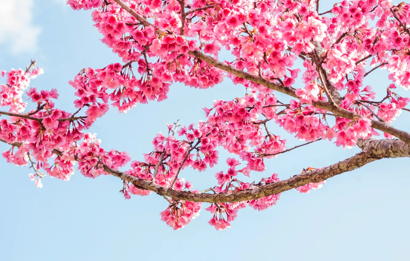 Photo wallpaper branches, spring, Sakura, flowering, pink, blossom, sakura, cherry, spring, bloom