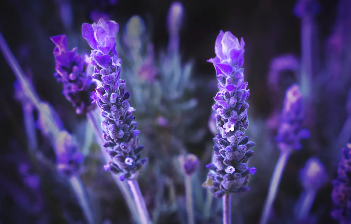 Wallpaper macro, flowers, background, lavender images for desktop, section  цветы - download