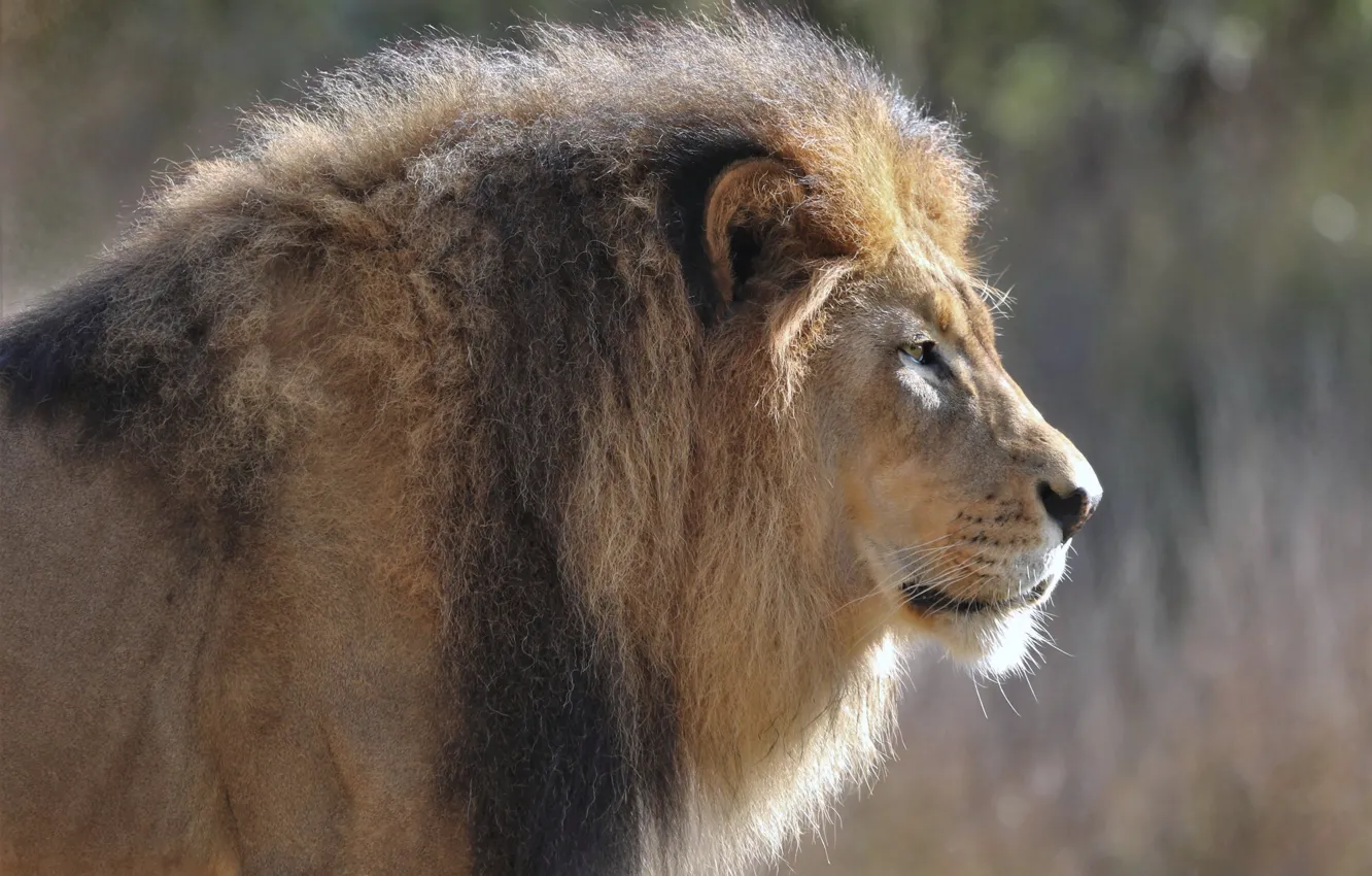 Photo wallpaper face, portrait, Leo, mane, the king of beasts, profile, wild cat