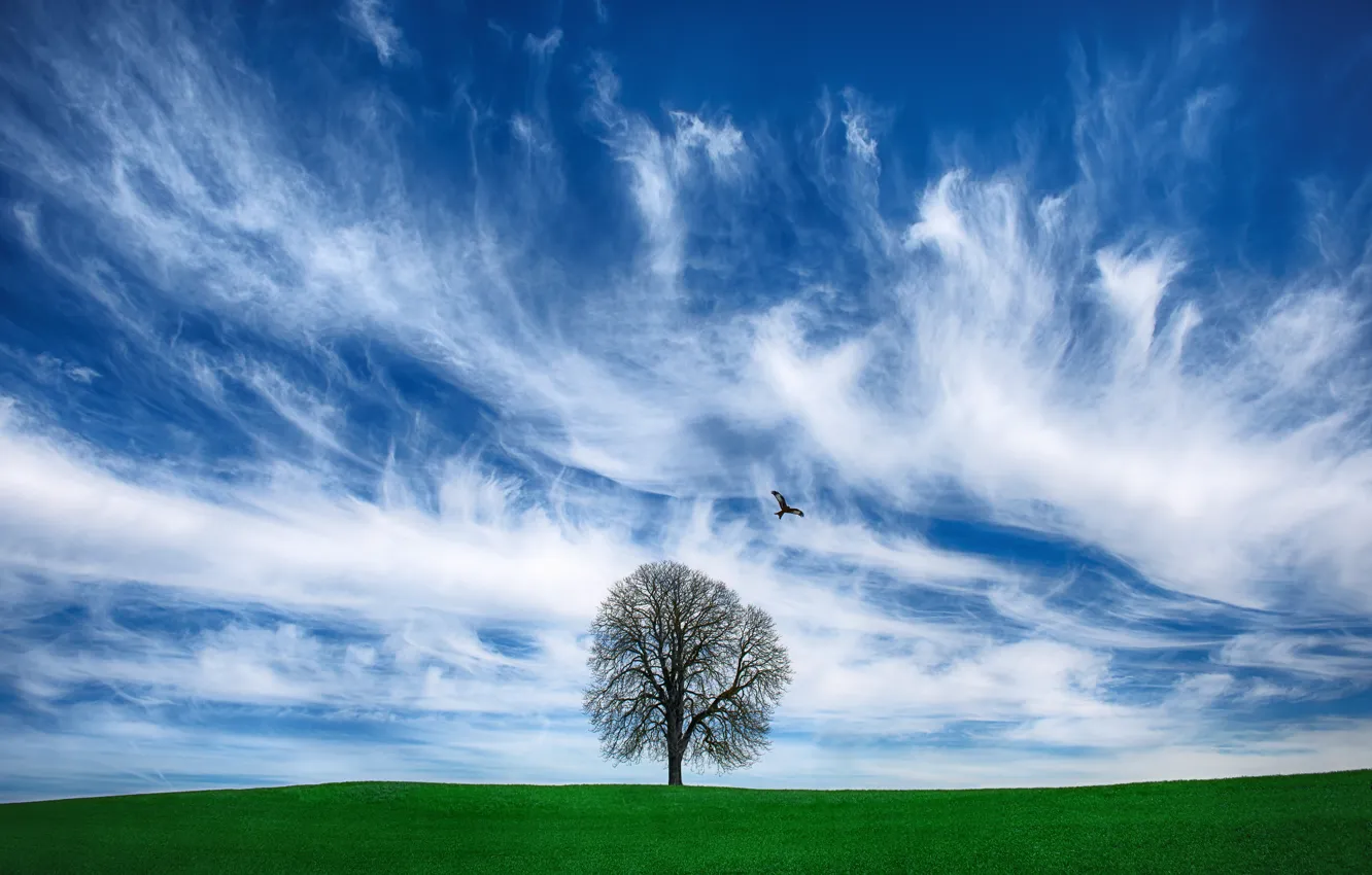 Photo wallpaper field, clouds, photo, tree, bird