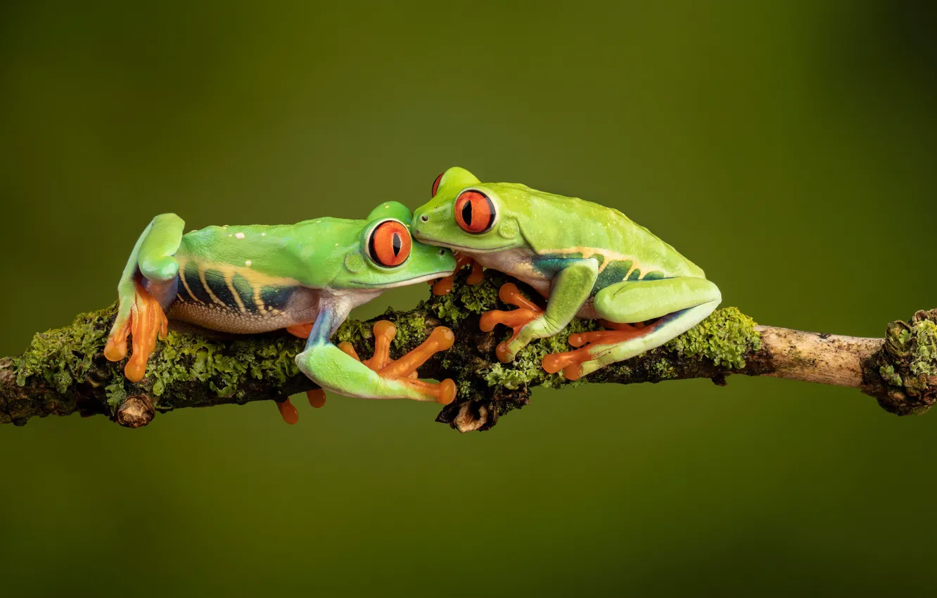 Wallpaper two, branch, green, pair, frogs, red-eyed tree frog, tree frogs,  red-eyed, the poison dart frog images for desktop, section макро - download